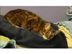 Adopt Rocky a Brown or Chocolate (Mostly) Bengal / Mixed (short coat) cat in