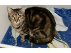 Adopt Yugi a Gray, Blue or Silver Tabby Domestic Shorthair (short coat) cat in