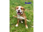 Adopt Sleepy a Brown/Chocolate Labrador Retriever / Mixed dog in Dahlonega