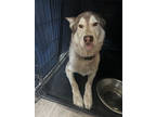 Adopt Baymax a White Husky / Mixed dog in Fresno, CA (41254575)
