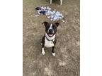 Adopt Lulu a Black Mixed Breed (Medium) / Mixed dog in Green Cove Springs