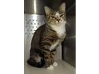Adopt Meadow a Gray, Blue or Silver Tabby Domestic Shorthair / Mixed Breed