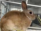 Adopt Bud a Fawn American / Mixed (short coat) rabbit in Grapevine