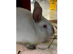 Adopt Trix a White American / Mixed (short coat) rabbit in Grapevine