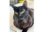 Adopt Jersey a All Black Domestic Shorthair (short coat) cat in Englewood