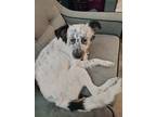 Adopt Stella a White - with Black Border Collie / Blue Lacy/Texas Lacy / Mixed