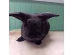 Adopt Henry a Other/Unknown / Mixed (short coat) rabbit in Harrisburg