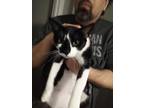 Adopt Trinity a Black & White or Tuxedo American Shorthair / Mixed (short coat)