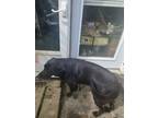 Adopt Missy a Black Labrador Retriever / Mixed dog in Shepherdsville