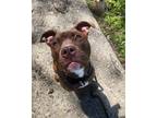Adopt Hazelnut a Brown/Chocolate - with White Pit Bull Terrier / Mixed Breed