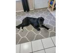 Adopt Luna a Black Great Dane / Labrador Retriever / Mixed dog in Ingleside