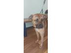 Adopt Chevy a Tan/Yellow/Fawn Boxer / American Staffordshire Terrier / Mixed dog