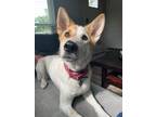 Adopt Smarty a White - with Brown or Chocolate Australian Cattle Dog / Basenji /
