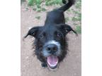 Adopt Remy a Black - with White Mixed Breed (Medium) / Mixed dog in Georgetown