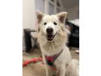 Adopt Freyja a Tan/Yellow/Fawn - with White Husky / Mixed dog in Woodland Hills
