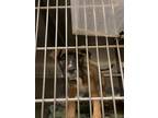 Adopt Cubby OT10 4-15-24 a Brown/Chocolate Labrador Retriever / Mixed dog in San