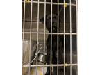 Adopt Jagger K107 4-15-24 a Black Labrador Retriever / Mixed Breed (Medium) /