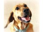 Adopt Lady Bird a Red/Golden/Orange/Chestnut Coonhound / Redbone Coonhound /