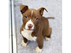 Adopt Jamie a Brown/Chocolate Mixed Breed (Small) / Mixed dog in Atlanta