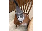 Adopt No name a Gray or Blue Domestic Shorthair / Mixed (short coat) cat in
