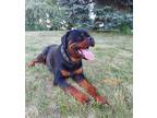Adopt T'challa a Black - with Tan, Yellow or Fawn Rottweiler / Mixed dog in