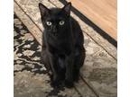 Adopt Coco a All Black Domestic Shorthair / Mixed (short coat) cat in Pharr
