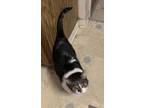 Adopt Charlie a Gray, Blue or Silver Tabby Tabby / Mixed (short coat) cat in