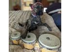 Adopt Shiloh a Brindle Dutch Shepherd / Mixed dog in Charlotte, NC (41254662)