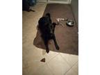 Adopt Pepper a Black Labrador Retriever / German Shepherd Dog / Mixed dog in