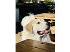 Adopt Ziggy a White Great Pyrenees / Mixed dog in Ventura, CA (41254606)