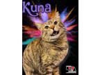 Adopt Kuna a Gray or Blue Domestic Shorthair / Domestic Shorthair / Mixed cat in