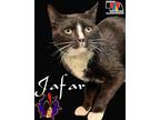 Adopt Jafar a All Black Domestic Mediumhair / Domestic Shorthair / Mixed cat in