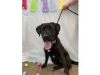 Adopt Lindy a Black Labrador Retriever / Mixed dog in Cashiers, NC (40980103)