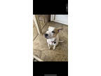 Adopt Viva a White American Pit Bull Terrier / Mixed Breed (Medium) / Mixed
