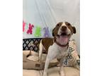 Adopt Buster a White Terrier (Unknown Type, Medium) / Mixed Breed (Medium) /