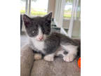 Adopt Garbanzo a White Domestic Shorthair / Domestic Shorthair / Mixed (short