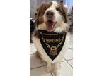 Adopt Jake a Red/Golden/Orange/Chestnut - with White Australian Shepherd / Mixed