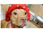 Adopt Sarabi a Red/Golden/Orange/Chestnut Pit Bull Terrier dog in Dallas