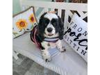Adopt Chloe a White - with Black Cocker Spaniel / Mixed dog in Cape Coral