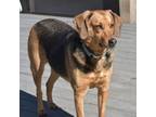 Adopt Theo a Tricolor (Tan/Brown & Black & White) Mixed Breed (Large) / Hound