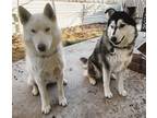 Adopt Luna and Akash a White Husky / Mixed dog in El Paso, TX (41254422)