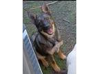 Adopt Baby a Brown/Chocolate - with Black German Shepherd Dog / Mixed dog in