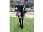 Adopt Sophie a Black - with White Border Collie / Mixed dog in Fort Worth