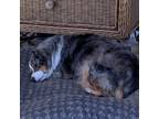 Adopt Waylon a Merle Shepherd (Unknown Type) / Mixed dog in Oak Grove