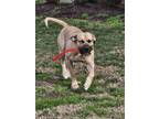 Adopt Kremo a Tan/Yellow/Fawn - with Black Cane Corso / Mixed dog in Hampton