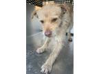 Adopt Leon a Tan/Yellow/Fawn Terrier (Unknown Type, Small) / Mixed dog in Fort