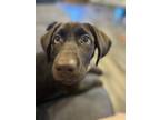 Adopt Coco a Brown/Chocolate Labrador Retriever / Mixed dog in Berea