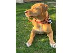 Adopt Chelsea a Tan/Yellow/Fawn Labrador Retriever / Mastiff / Mixed dog in
