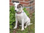 Adopt Amy a White - with Brown or Chocolate Hound (Unknown Type) / Collie /