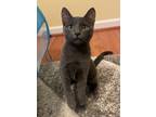 Adopt Ember a Gray or Blue Domestic Shorthair (short coat) cat in Anderson